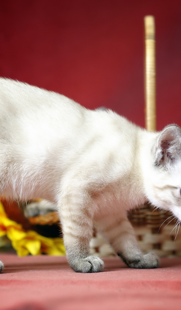 Меконгский бобтейл на красном фоне