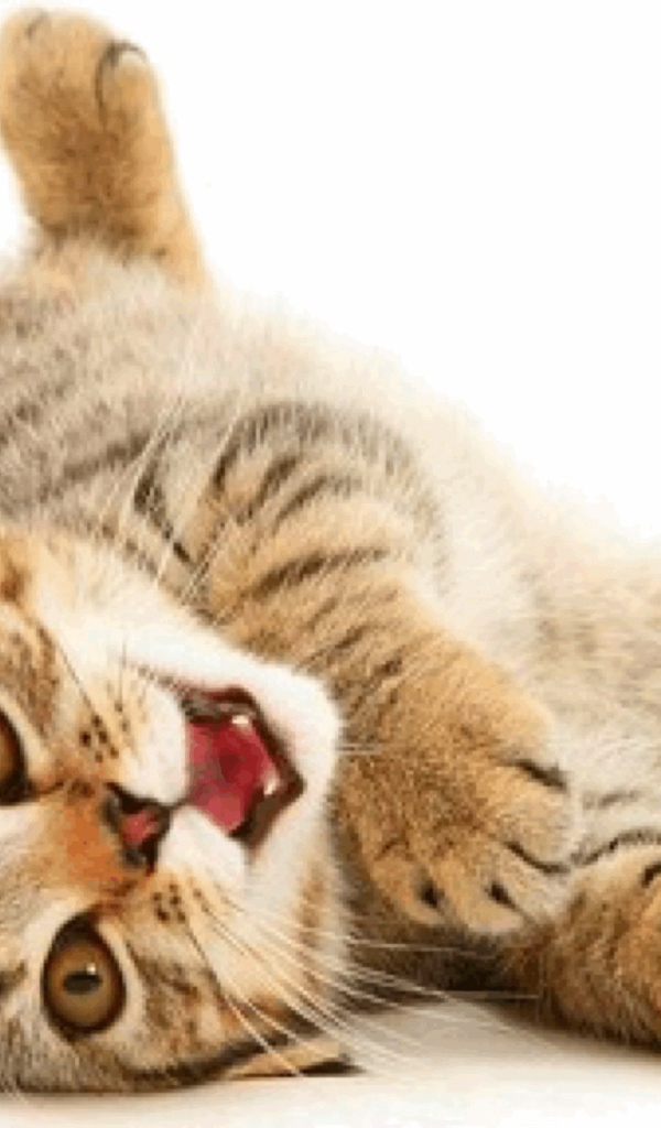 Веселая американская жесткошерстная кошка