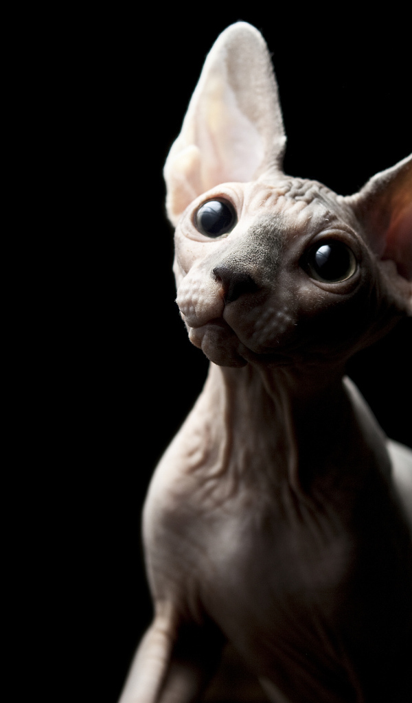 Кот минскин на черном фоне