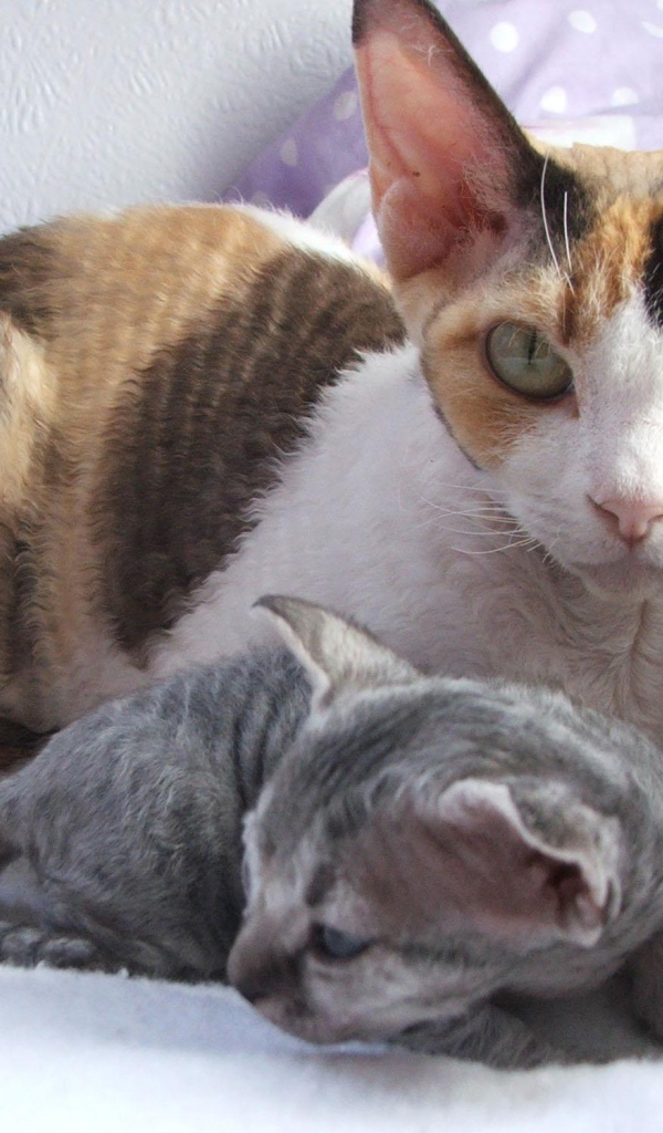 Мама девон-рекс с котенком