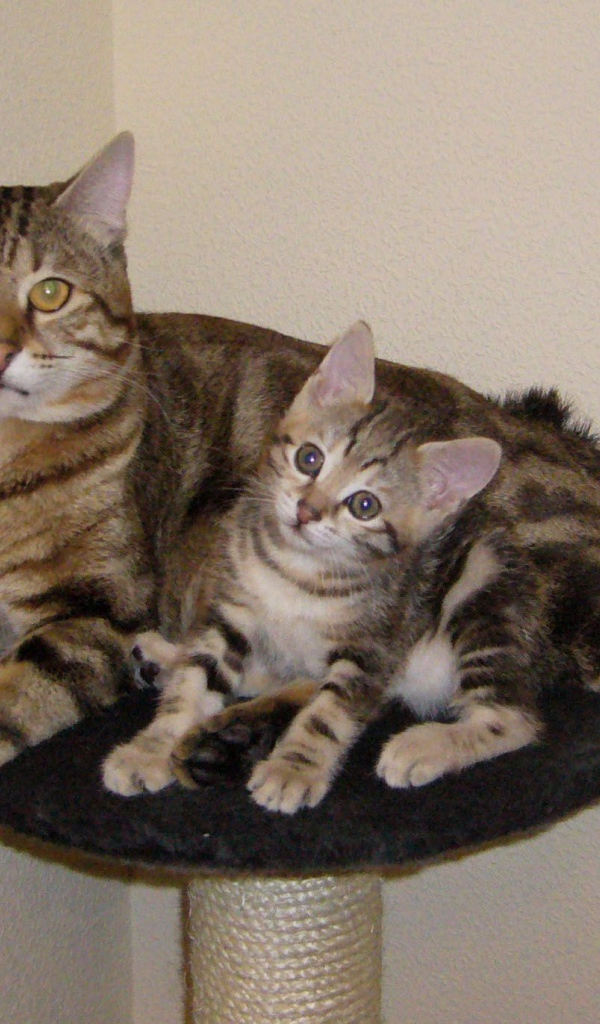 Мама курильский бобтейл с котенком