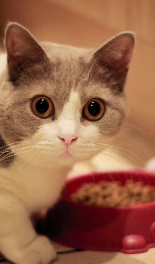 Кот манчкин у кормушки