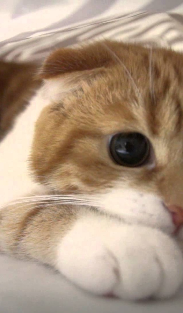 Глаза кота манчкин