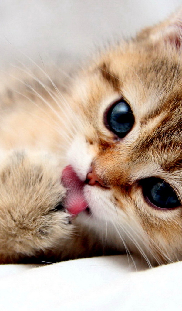 Манчкин кот умывается