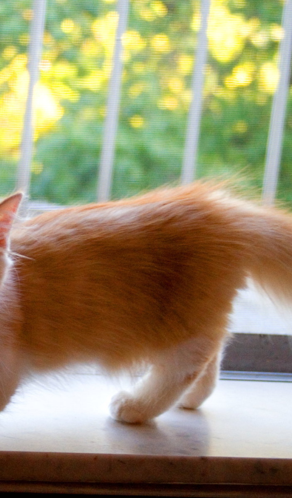 Котенок манчкин на подоконнике