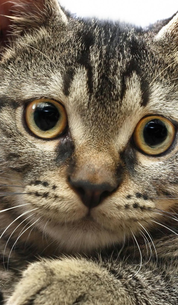 Мордочка американской жесткошерстной кошки