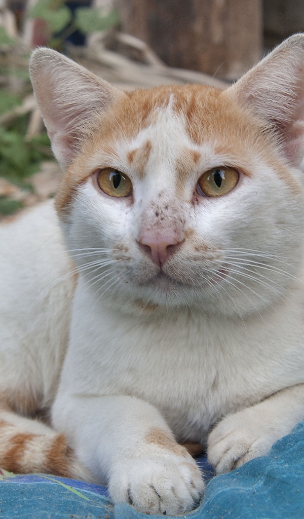 Мордочка кота аравийский мау