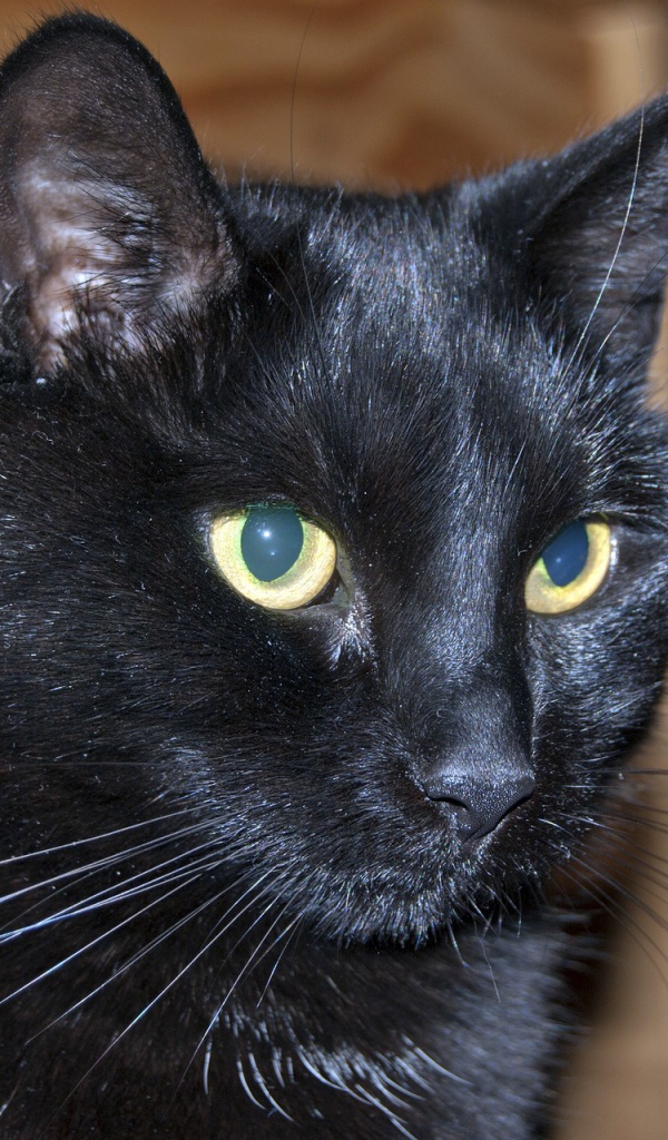 Мордочка бомбейской кошки