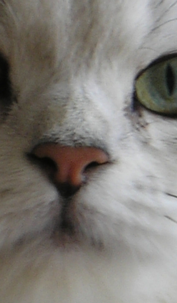 Мордочка британской длинношерстной кошки