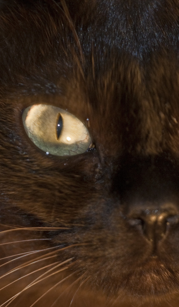 Мордочка бурманской кошки