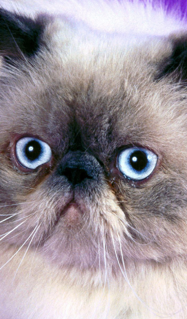 Мордочка гималайской кошки