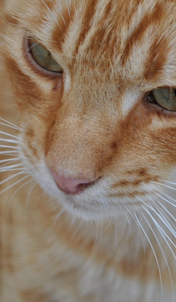 Мордочка курильского бобтейла