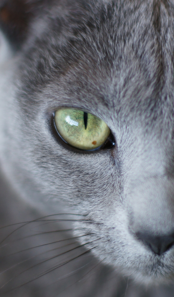 Мордочка русской голубой кошки