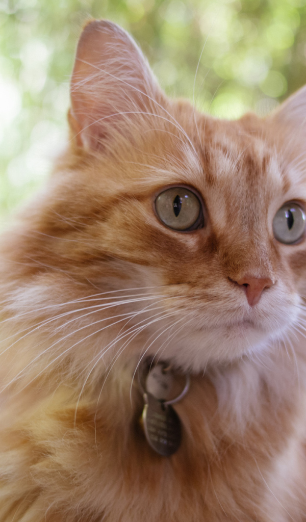 Мордочка кота кимрик