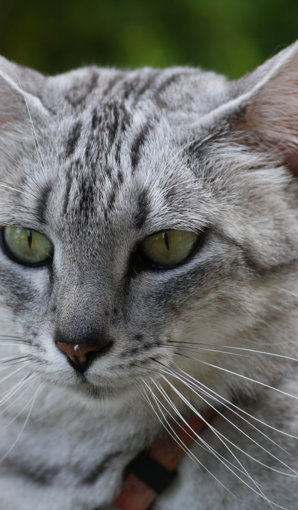 Мордочка кота египетская мау