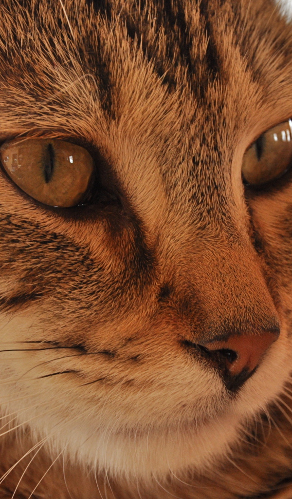 Морда кота пиксибоб