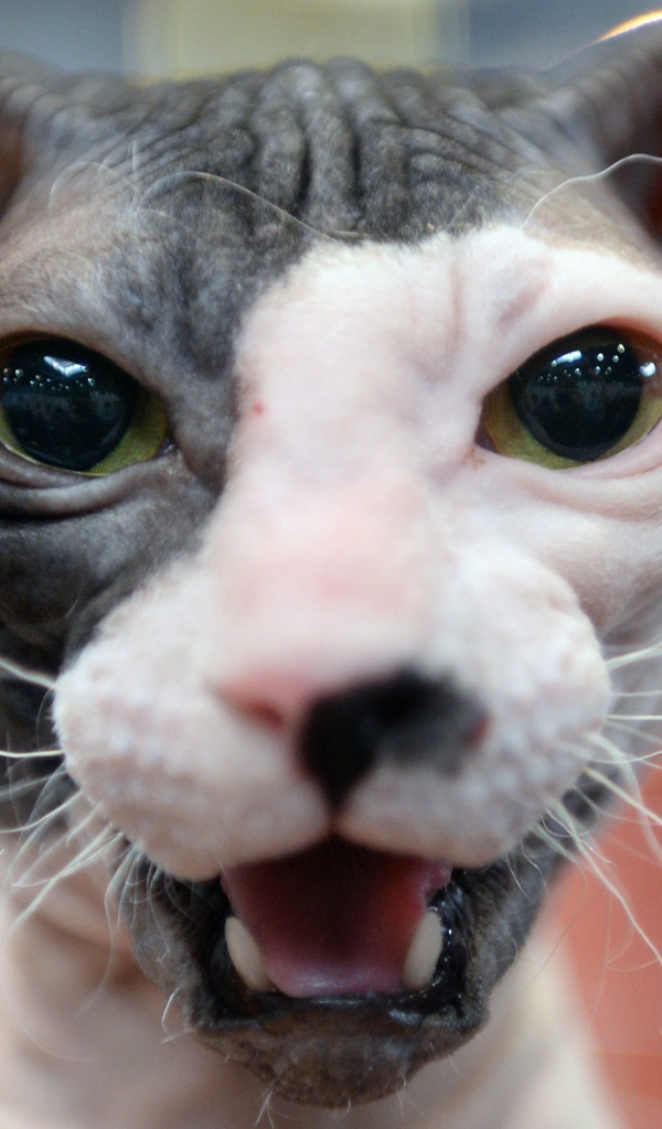 Морда кота украинский левкой