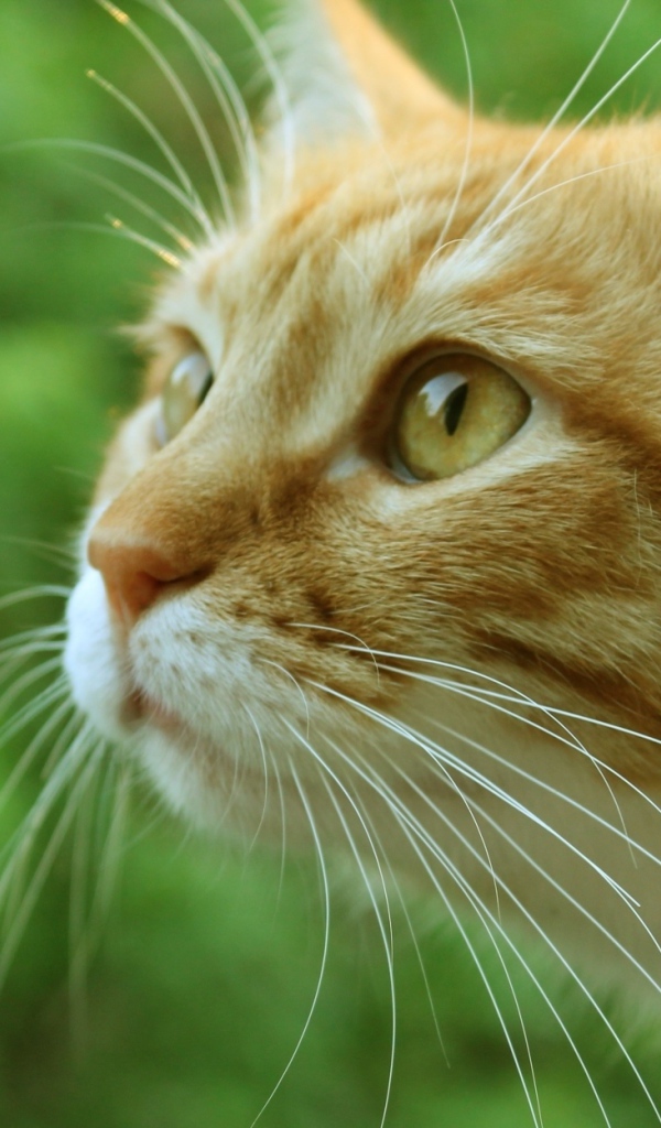 Морда рыжего кота