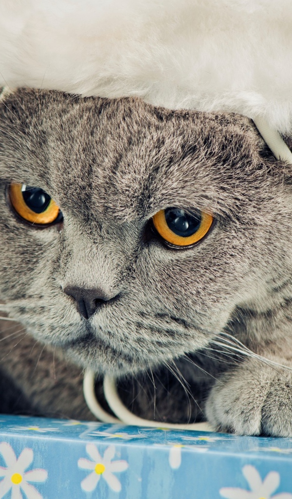 Новогодняя британская короткошерстная кошка