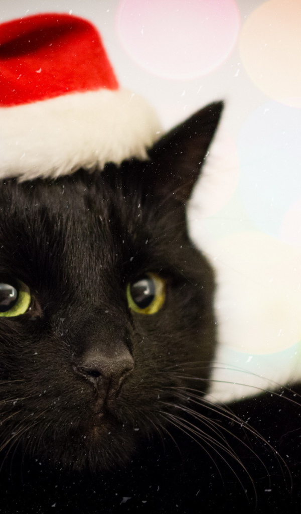 Новогодний наряд бомбейской кошки