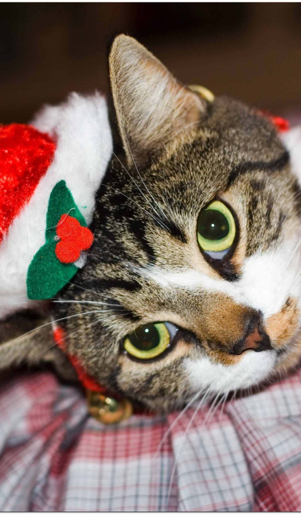 Новогодняя европейская короткошерстная кошка