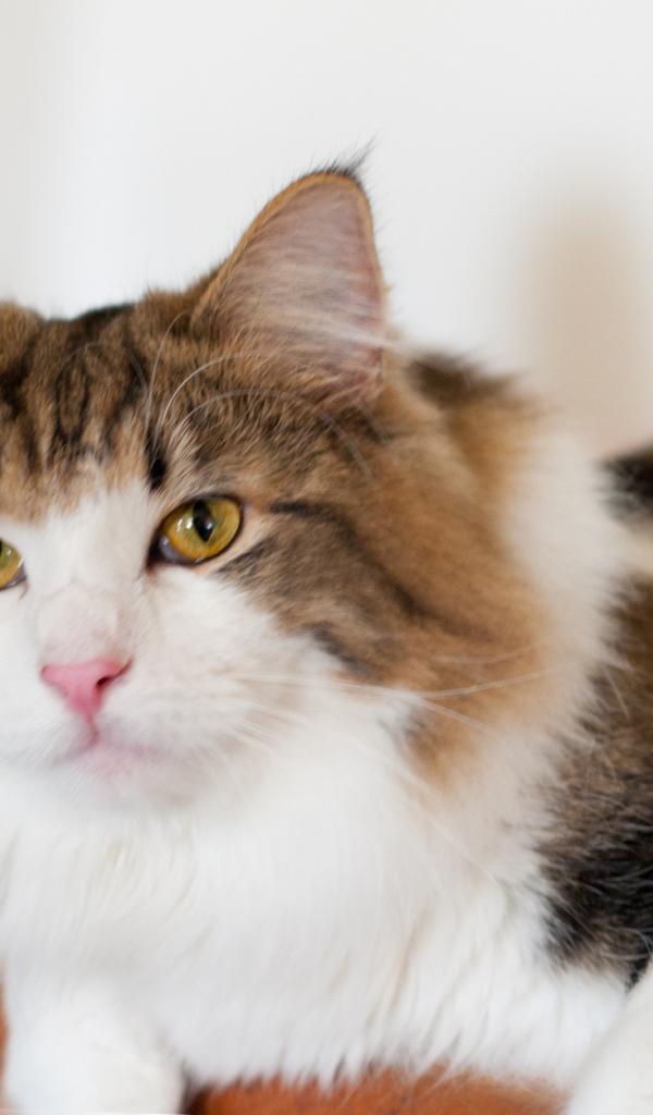 Благородная норвежская лесная кошка