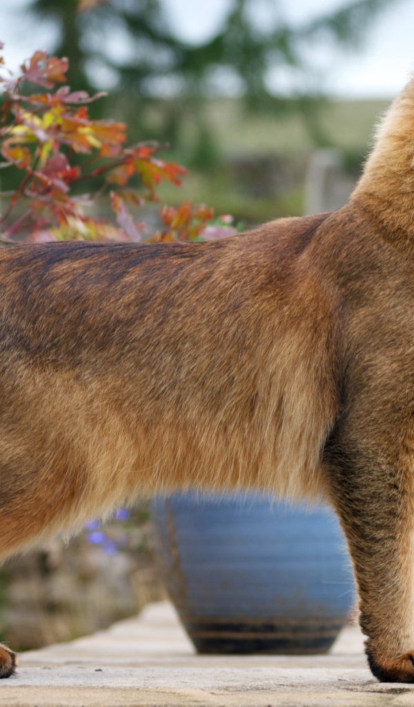 Благородная сомалийская кошка