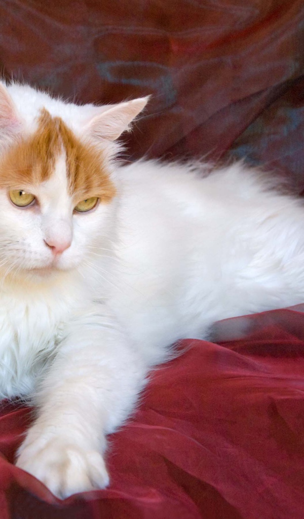 Благородный турецкий ван