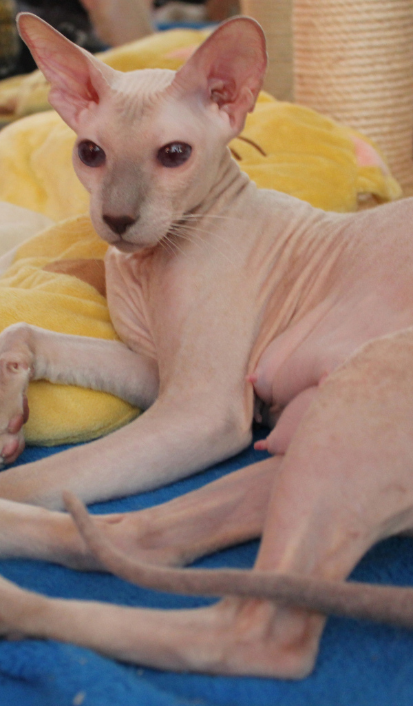 Благородная порода петерболд