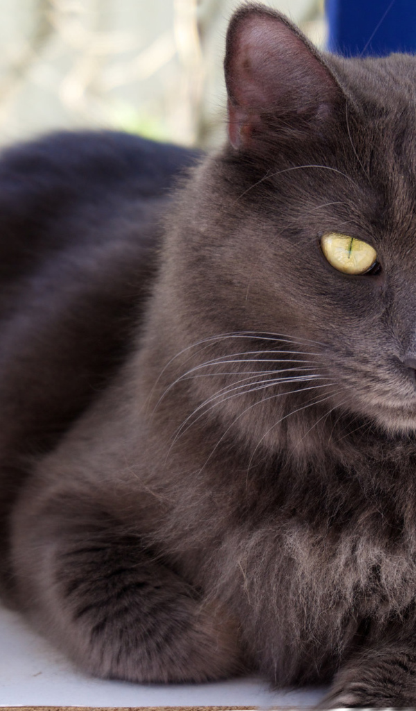 Благородный кот нибелунг