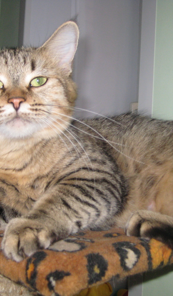 Благородный кот пиксибоб