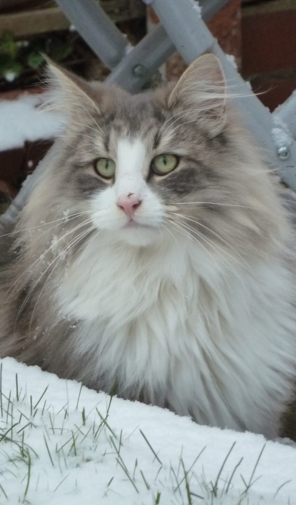 Норвежская лесная кошка зимой