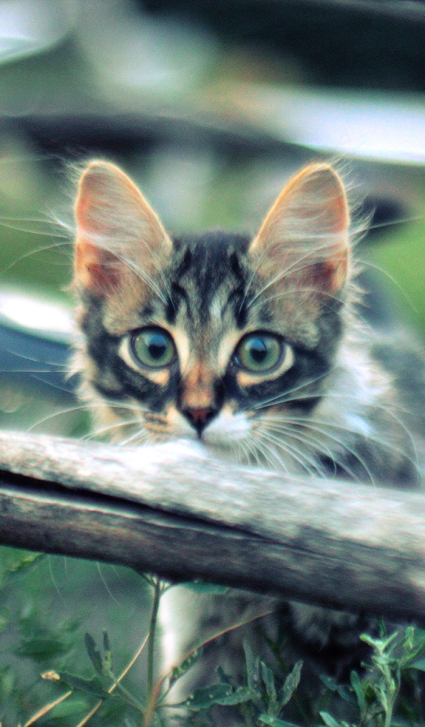 Котенок норвежской лесной кошки