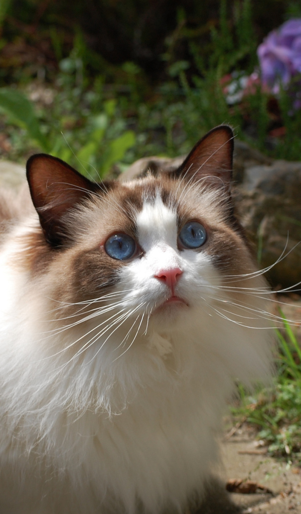 Голубоглазая кошка рэгдолл