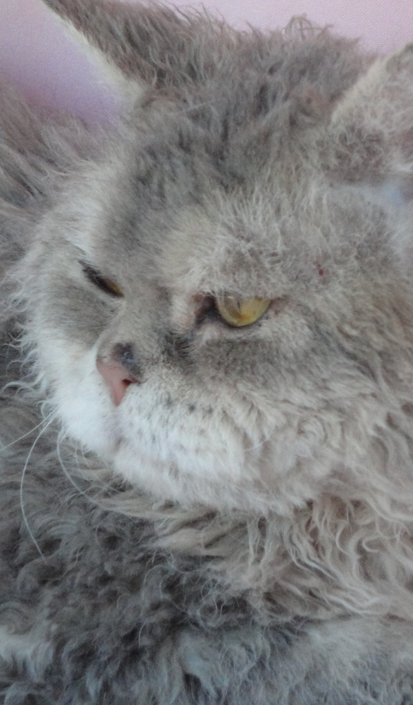 Старый кот селкирк рекс