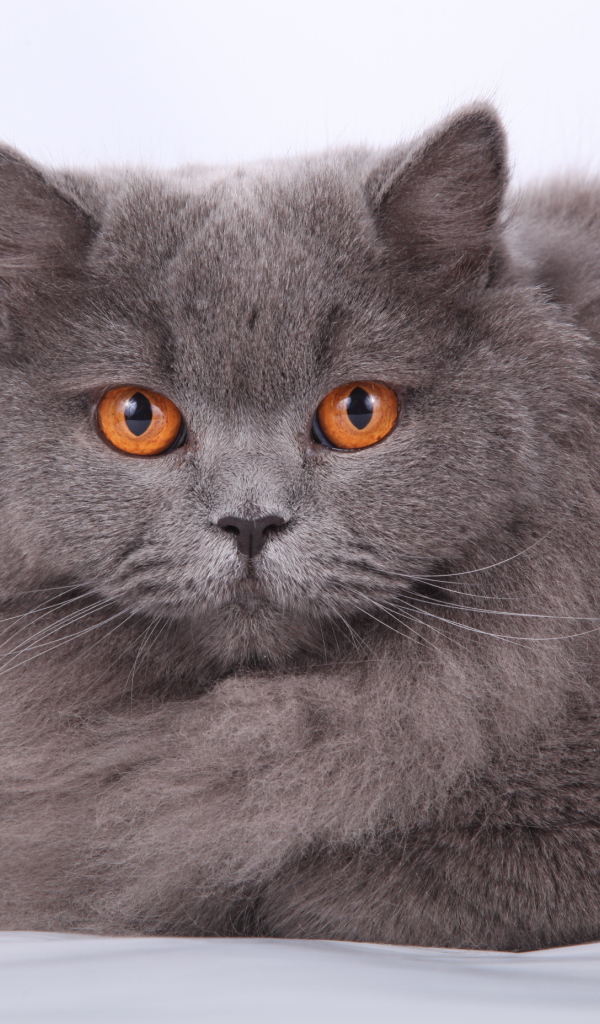 Оранжевые глаза британской длинношерстной кошки