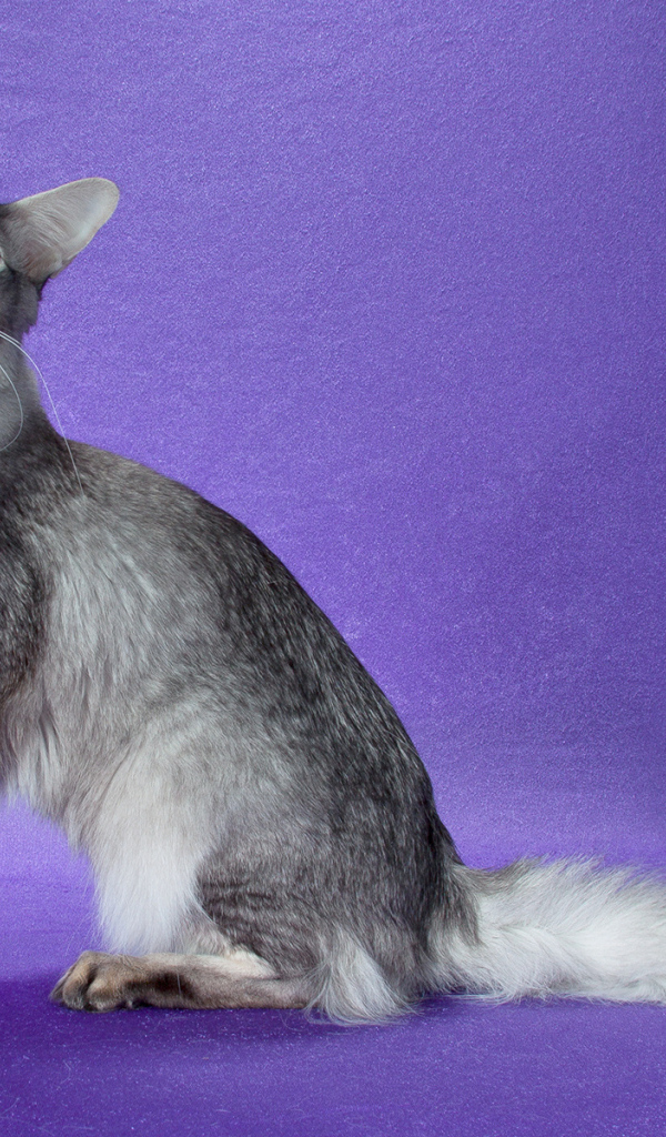 Ориентальная длинношерстная кошка позирует