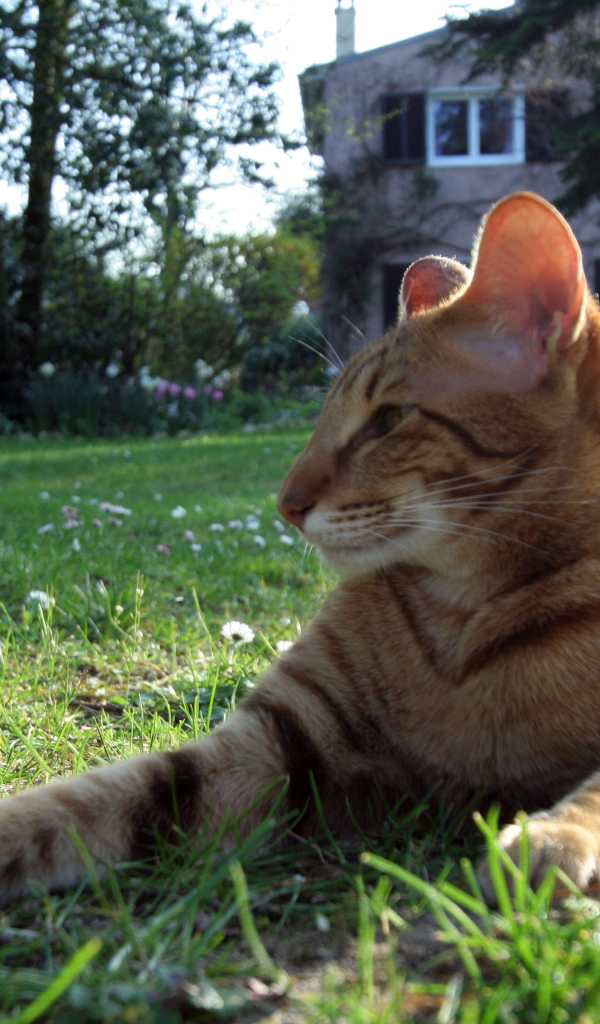 Ориентальная короткошерстная кошка на траве