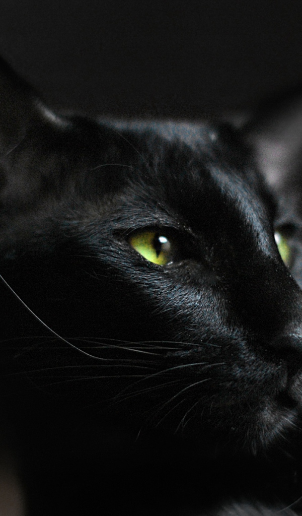 Взгляд ориентальной короткошерстной кошки