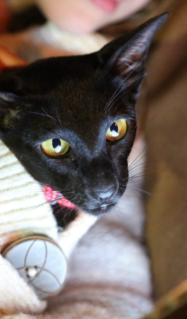 Ориентальная короткошерстная кошка в свитере