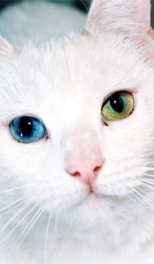 Разные глаза кота турецкая ангора