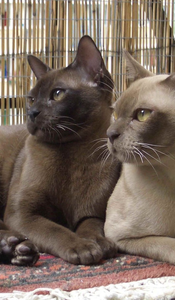 Пара бурманских кошек
