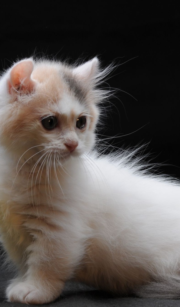 Груша и котенок манчкин