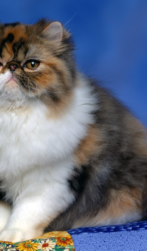 Персидский кот