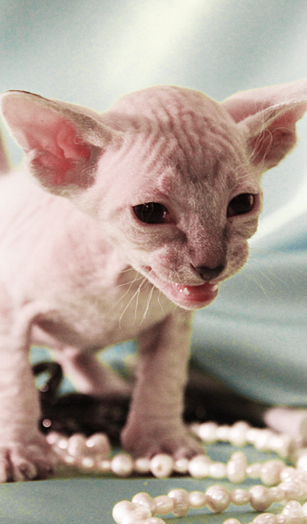 Котенок породы петерболд