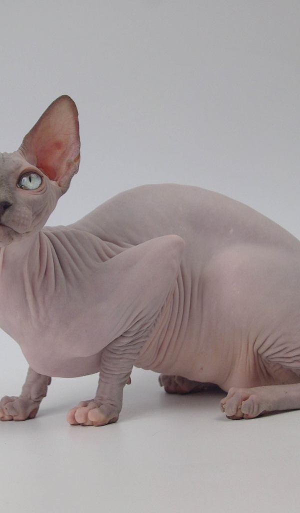 Петербургский сфинкс петерболд