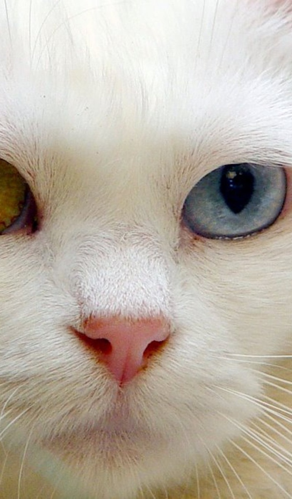 Розовый нос кота турецкая ангора
