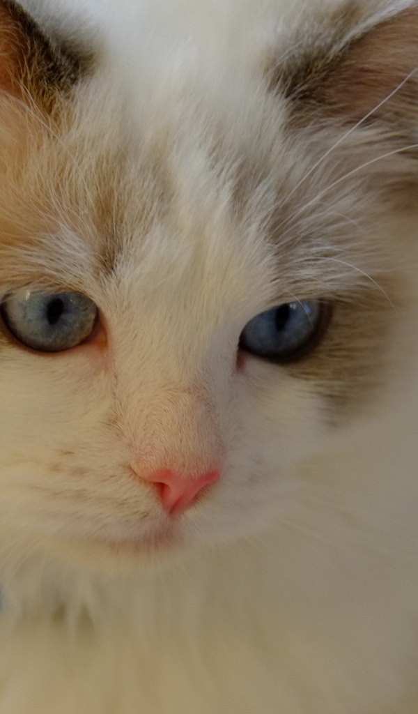 Розовый нос у кошки рэгдолл