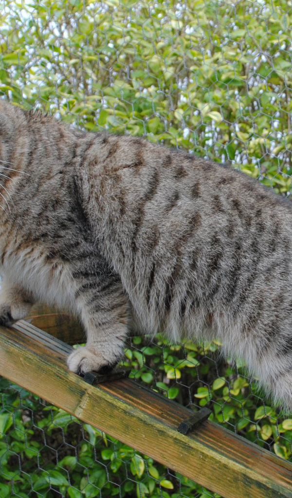 Пиксибоб на природе