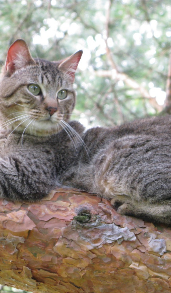 Кот пиксибоб на дереве